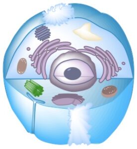 Ceci n'est pas une cell (a drawing of a cell)